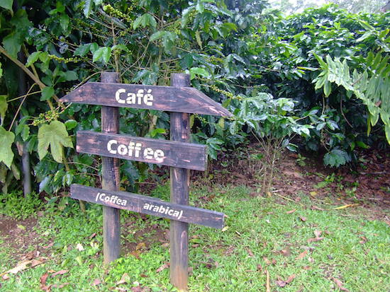 coffee in costa rica