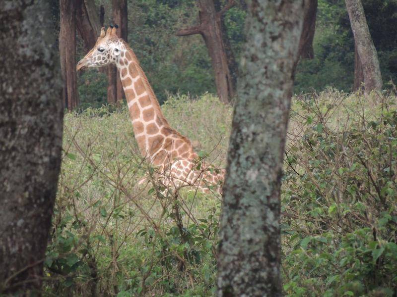 safari in kenya