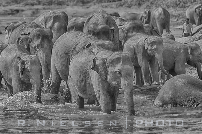 elephants in china