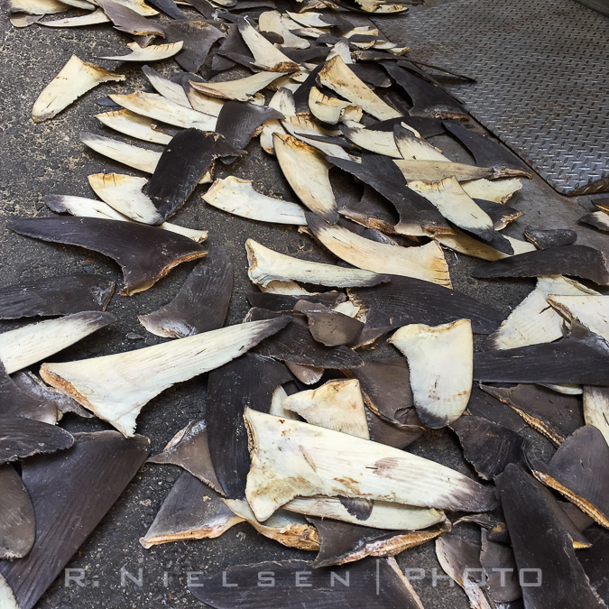 shark fins in china