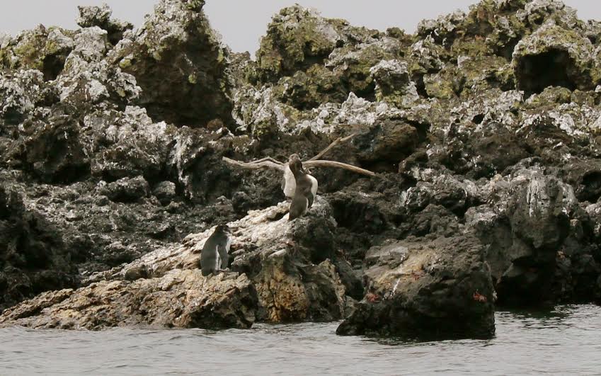 Galapagos Travel: 5 Things You Need to Know