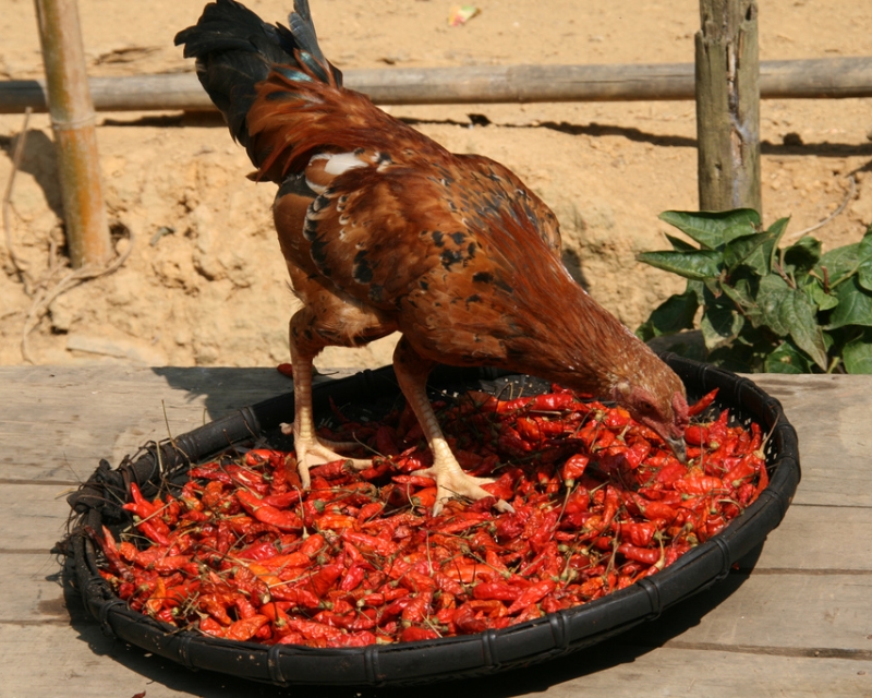 chicken - travel in West Africa