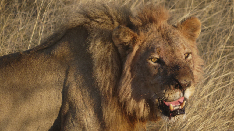 big five african safari