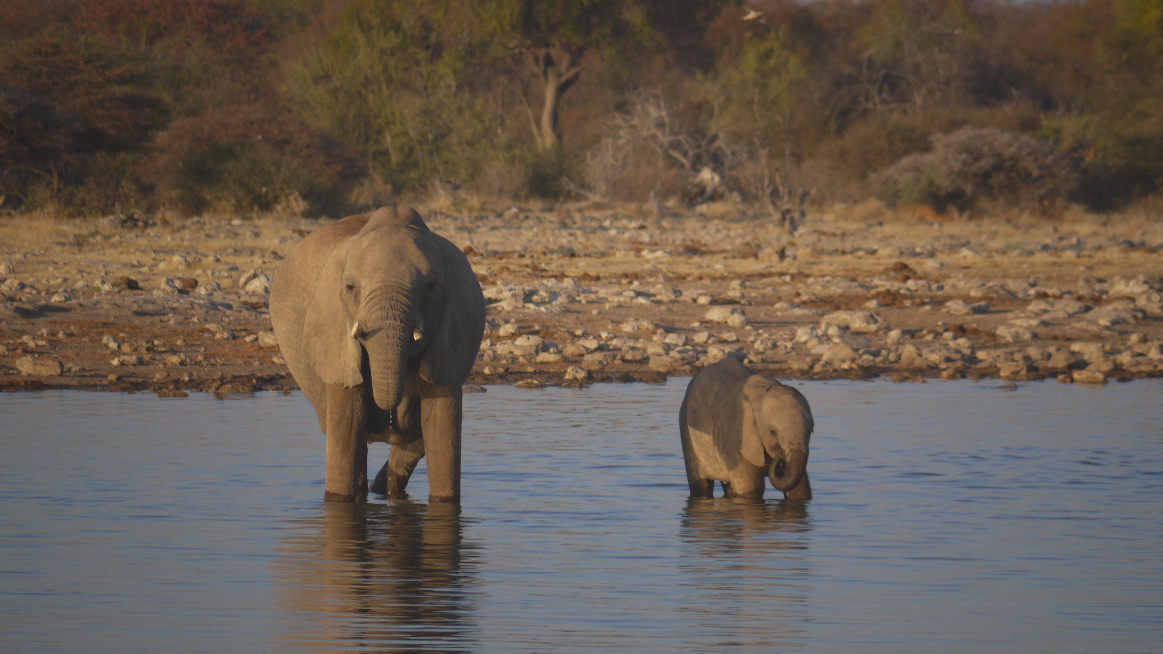 waterhole african safari