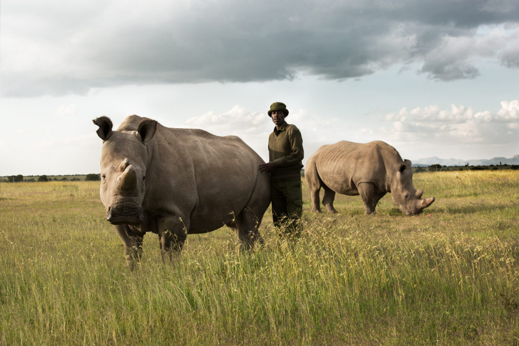 On Endangered Animals and the Human Condition: A Conversation with Tierney Farrell